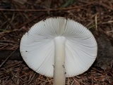 Amanita sect. Vaginatae image