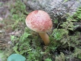 Aureoboletus auriporus image