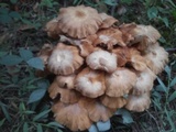 Desarmillaria tabescens image