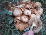 Desarmillaria tabescens image