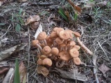 Desarmillaria tabescens image