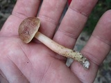Aureoboletus auriporus image