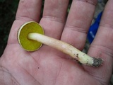 Aureoboletus auriporus image