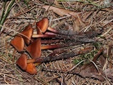 Phaeocollybia christinae image