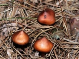 Phaeocollybia christinae image