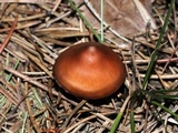 Phaeocollybia christinae image