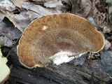 Mycorrhaphium adustum image