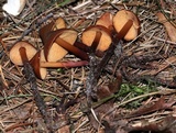 Phaeocollybia christinae image