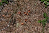 Phaeocollybia christinae image