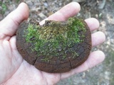 Phellinus robiniae image