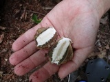 Phallus ravenelii image