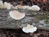 Sarcodontia pachyodon image