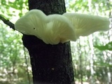 Pleurotus pulmonarius image