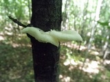 Pleurotus pulmonarius image