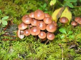 Gymnopus acervatus image