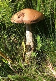 Leccinum rotundifoliae image
