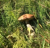 Leccinum rotundifoliae image