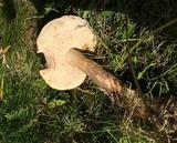 Leccinum rotundifoliae image