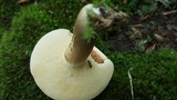 Xanthoconium affine image