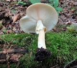 Echinoderma asperum image