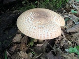 Echinoderma asperum image