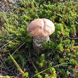 Leccinum rotundifoliae image