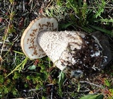 Leccinum rotundifoliae image