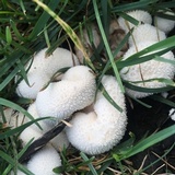 Lycoperdon curtisii image