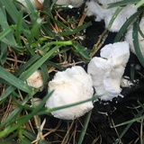 Lycoperdon curtisii image