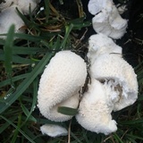 Lycoperdon curtisii image