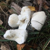 Lycoperdon curtisii image
