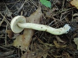 Leccinum holopus image