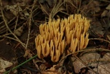 Ramaria stricta image
