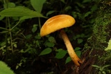 Gymnopilus luteus image