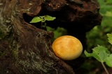 Gymnopilus luteus image