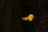 Gymnopilus luteus image