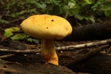 Gymnopilus luteus image