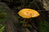 Gymnopilus luteus image