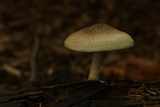 Pluteus petasatus image