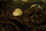 Pluteus petasatus image
