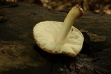 Pluteus petasatus image