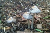 Coprinellus flocculosus image