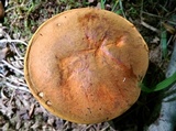 Tylopilus balloui image
