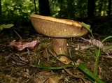 Gyroporus ballouii image