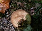 Tylopilus balloui image