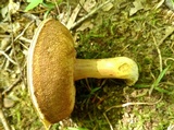 Gyroporus ballouii image