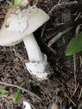 Amanita sect. Vaginatae image