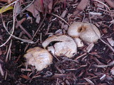 Scleroderma areolatum image