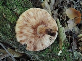 Lentinula edodes image