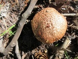 Suillus lakei image